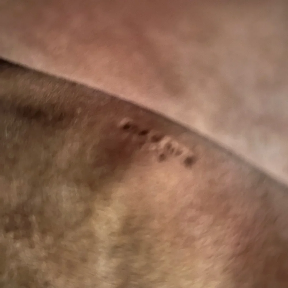 Loewe Gate Bag - Picture 12 of 13